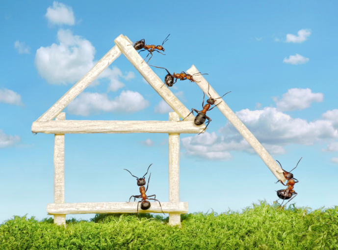 Liberarsi delle formiche in casa con prodotti naturali