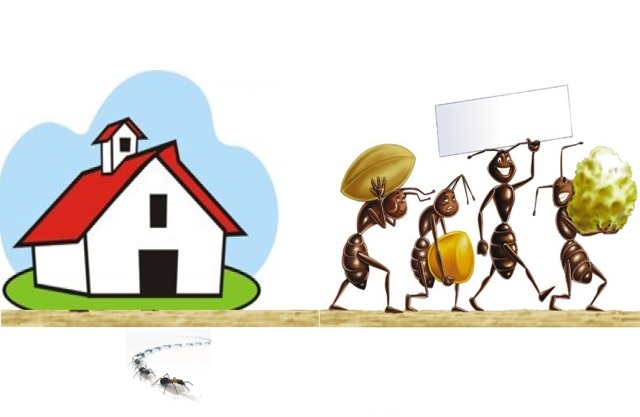 Liberarsi delle formiche in casa con prodotti naturali