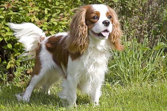 Le 10 migliori razze di cani Cavalier King Charles Spaniel