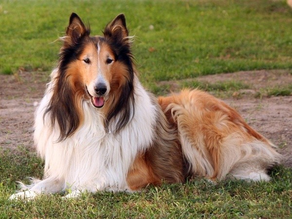 Le 10 migliori razze di cani Collie (pastore scozzese)