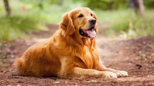 Le 10 migliori razze di cani Golden Retriever