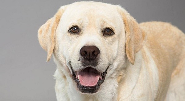 Le 10 migliori razze di cani Labrador Retriever