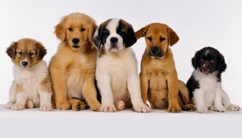 Le 10 migliori razze di cani
