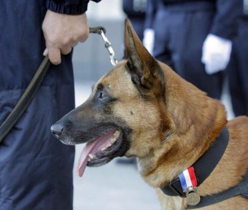 Diesel il cane poliziotto eroe ucciso dai terroristi