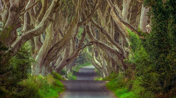 Il Dark Hedges, Irlanda