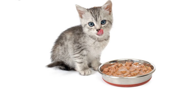 Corretta alimentazione del gatto