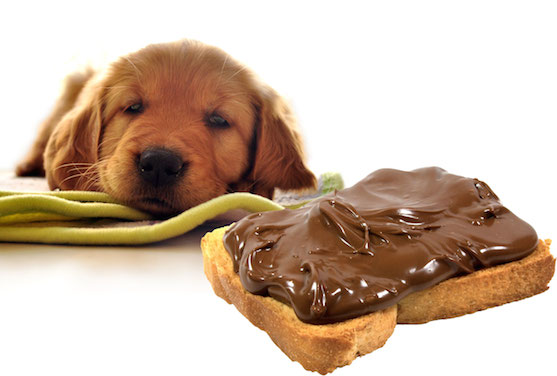 Cioccolato veleno per i cani