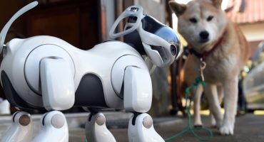 intelligenza artificiale per cani e gatti