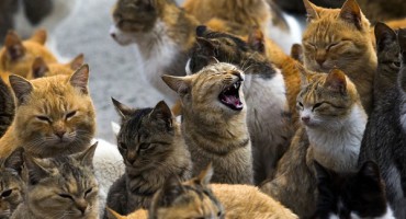 Le colonie feline a Milano: gatti protetti e assistiti