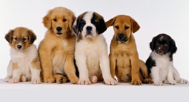 Le 10 migliori razze di cani