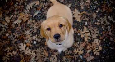 10 lezioni di vita che solo un cane può insegnarci