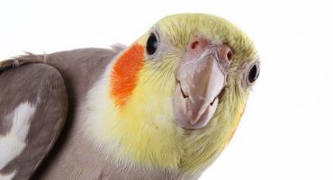 tenere in casa un amico piumato