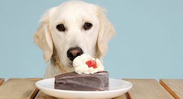 Cioccolato veleno per i cani