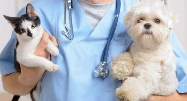 Salute cani e gatti gli errori da non fare per mantenerli longevi