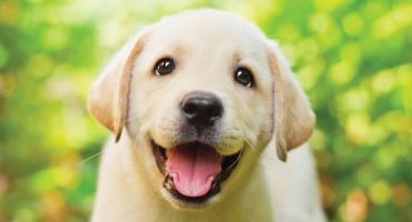 Come educare un cucciolo