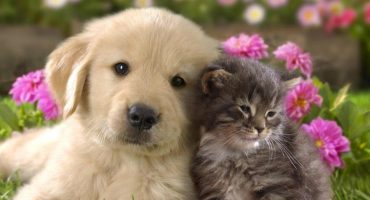 9 regole d’oro per allevare un cucciolo