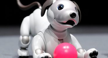 E se le serie tv influissero sull’umore dei cani?