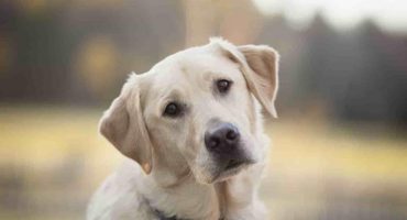 Occhio a questi ingredienti nel cibo del tuo cane