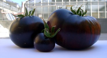 In arrivo il pomodoro nero dai superpoteri antiossidanti