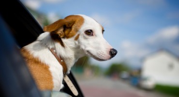 5 consigli per viaggiare con il cane in auto