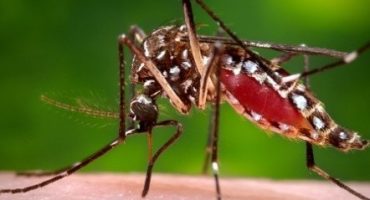 Zika, il virus che fa tremare il mondo