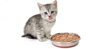 Corretta alimentazione del gatto