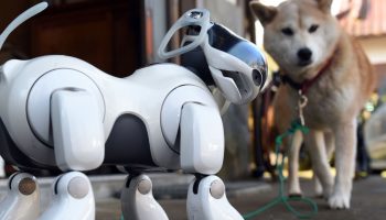 intelligenza artificiale per cani e gatti