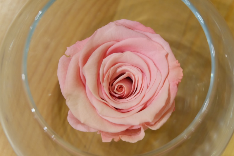 Rose Stabilizzate: un'idea come bomboniera - PinkItalia